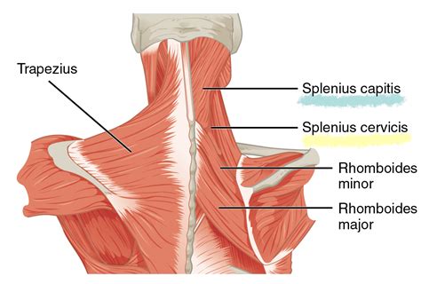 semispinalis muscle|semispinalis capitis vs cervicis.